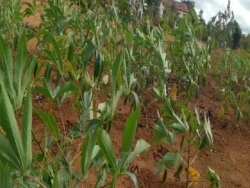 Download Solteiro da Roça